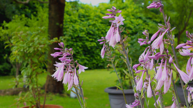 Bradeley Village Garden (2)